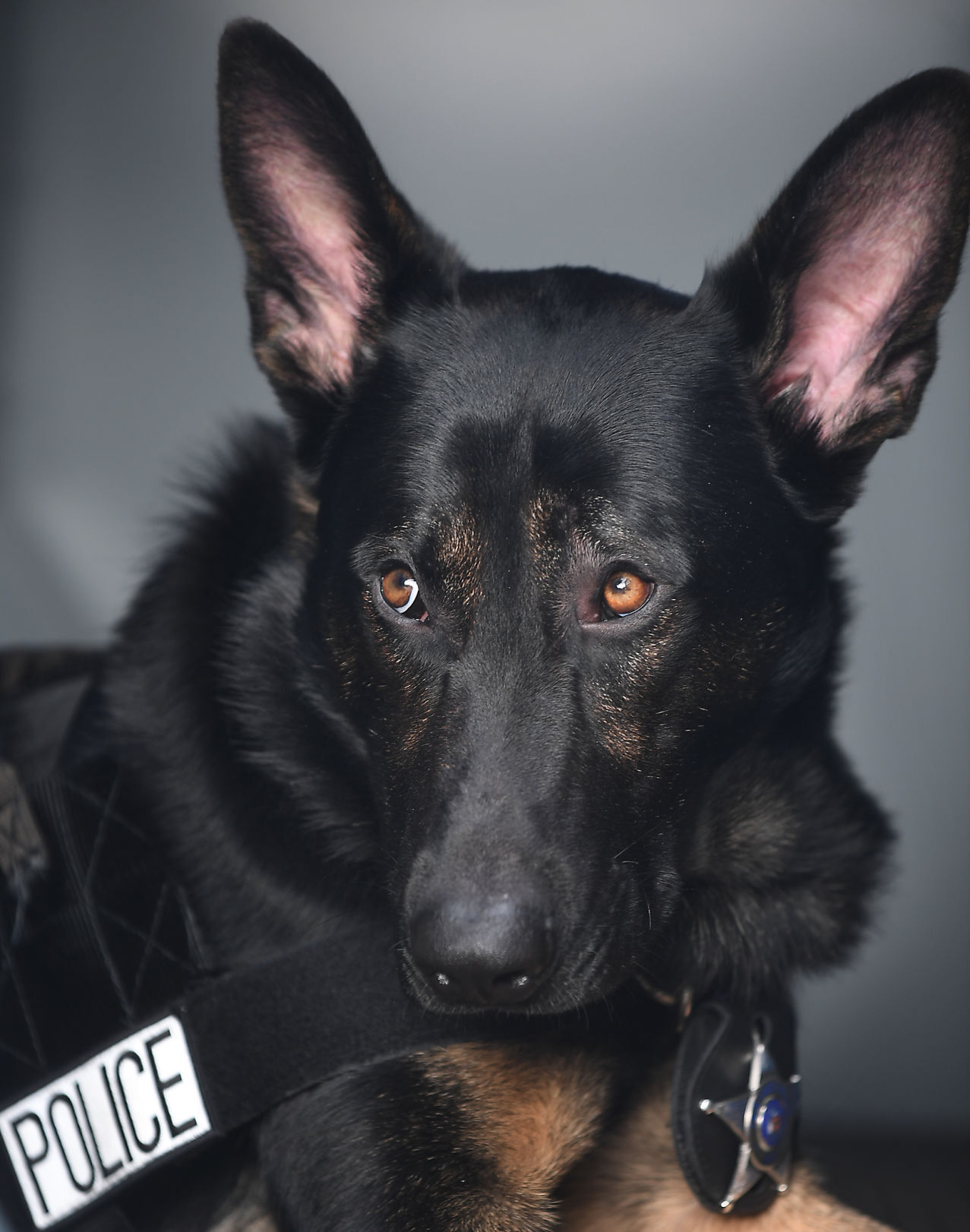 K9 unit